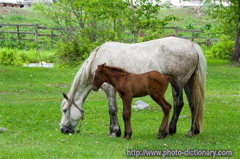 mare tagalog|Mare: Definition of Filipino / Tagalog word mare.